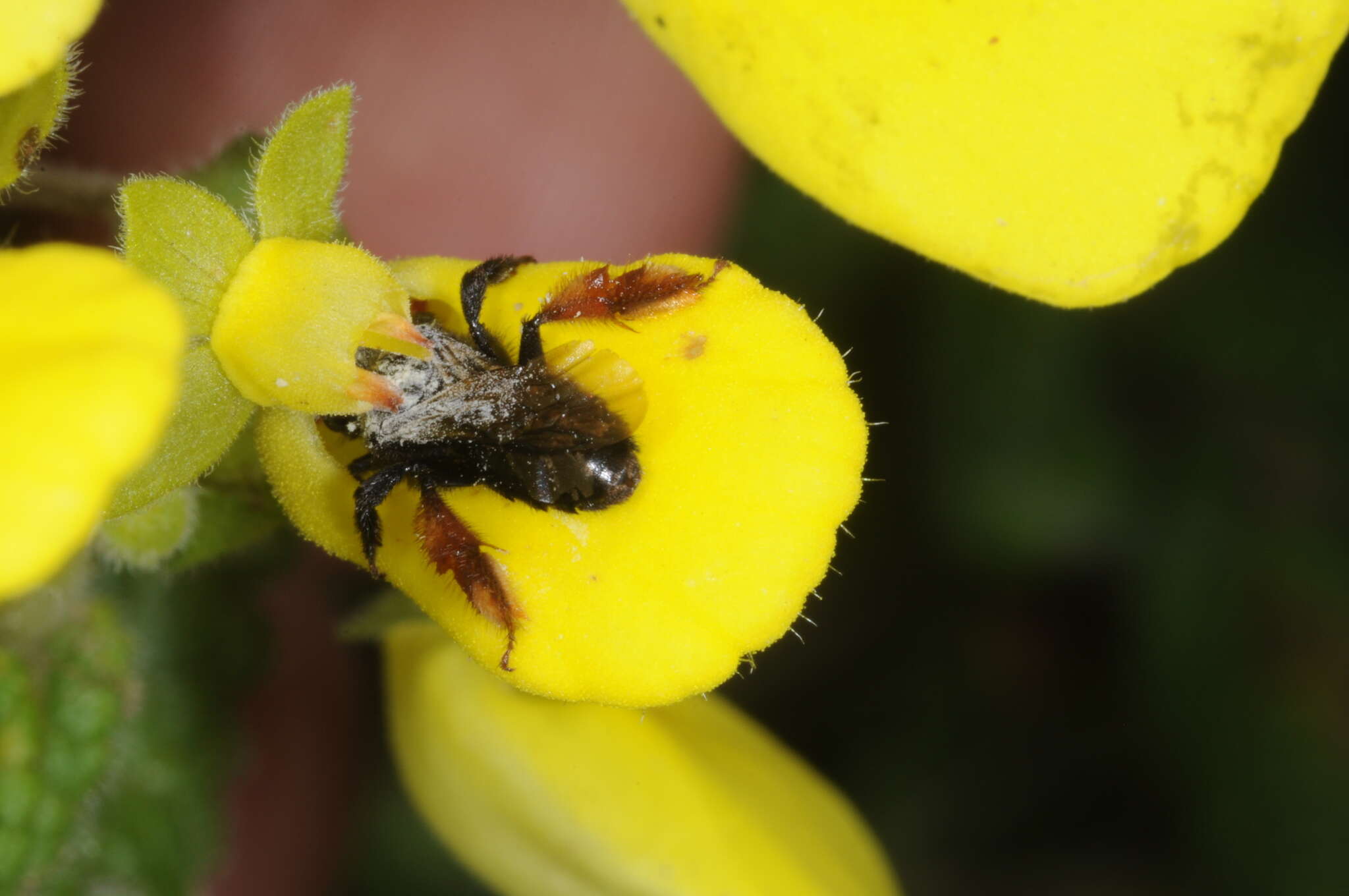 Imagem de Chalepogenus rufipes Roig-Alsina 1999