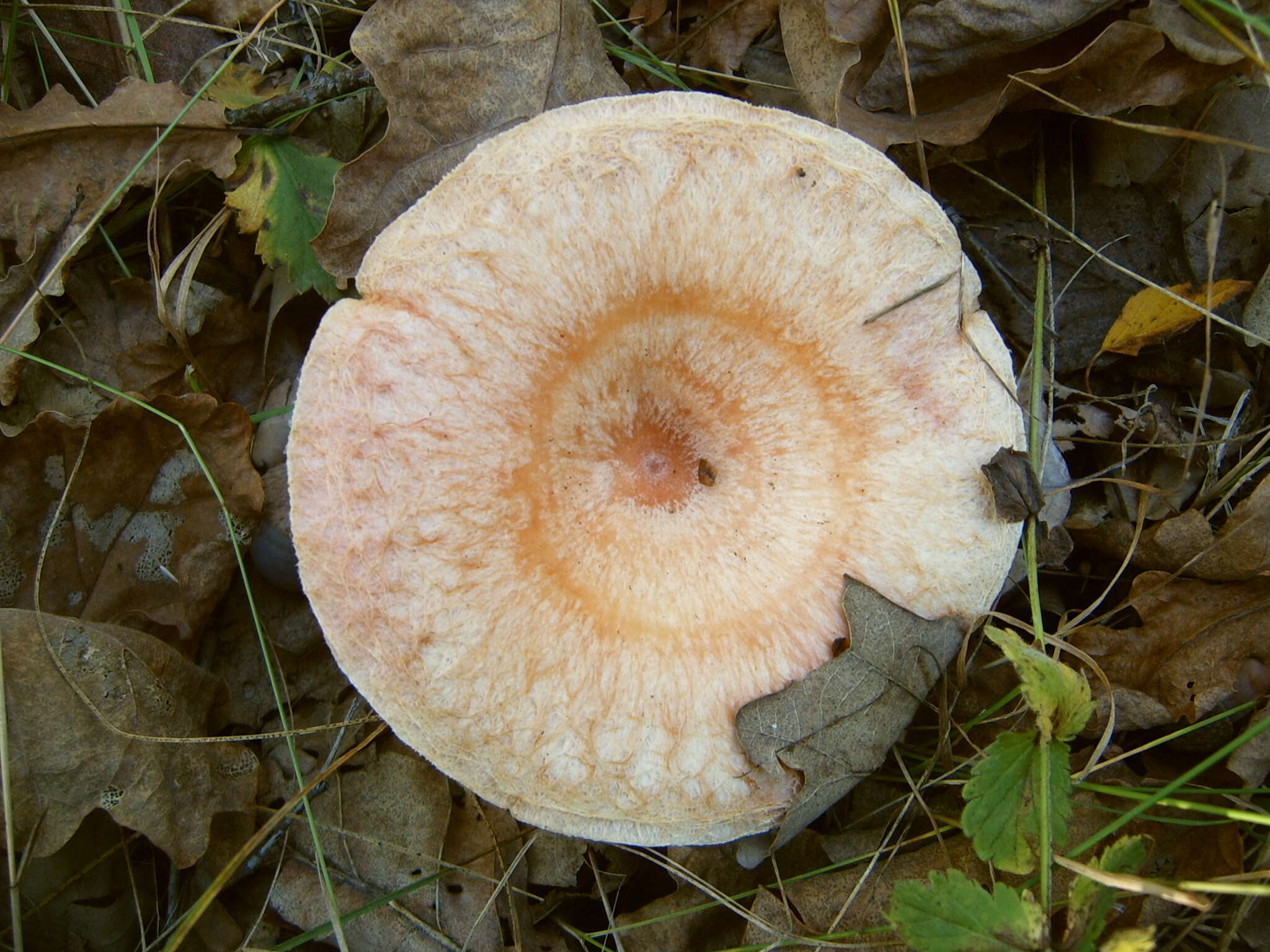 Image of Woolly Milkcap