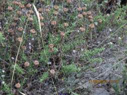 Image of lavender cotton