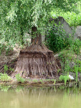 Image of White Willow