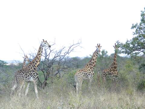 Image of Giraffa camelopardalis rothschildi