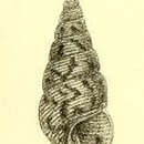 Image of Leiopyrga octona (Tate 1891)