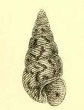 Image of Leiopyrga octona (Tate 1891)