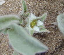 Image of Centella tridentata var. litoralis