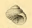 Image of Lirularia acuticostata (Carpenter 1864)