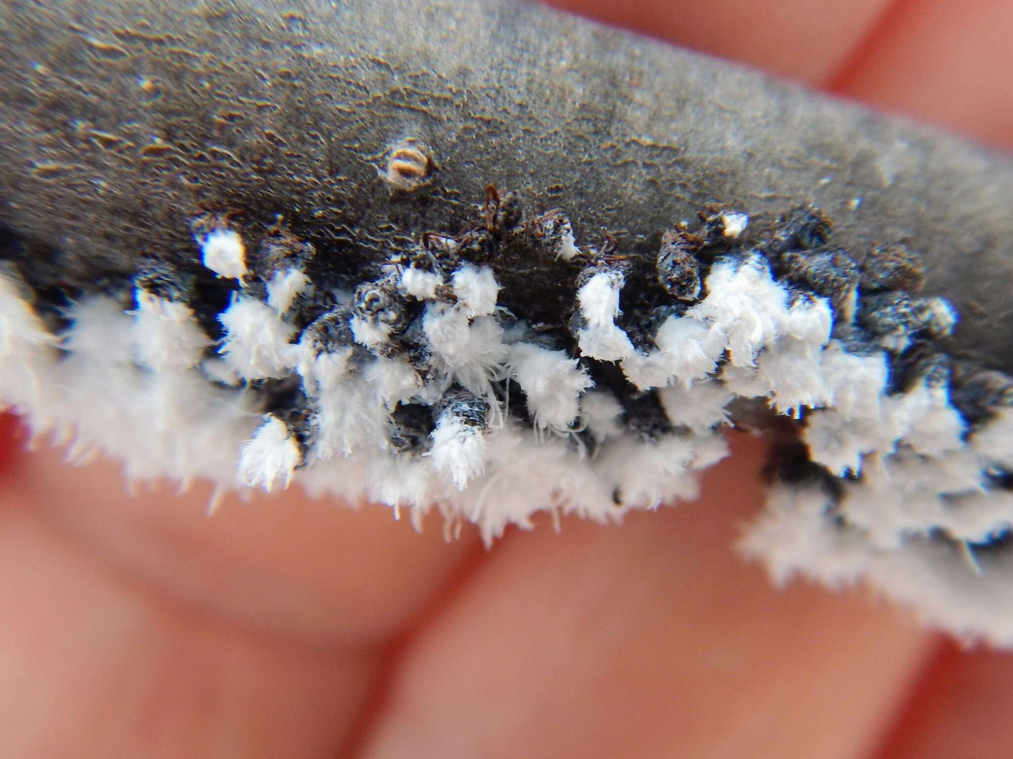 Image of Woolly Alder Aphid