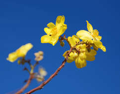 Imagem de Cochlospermum fraseri Planch.