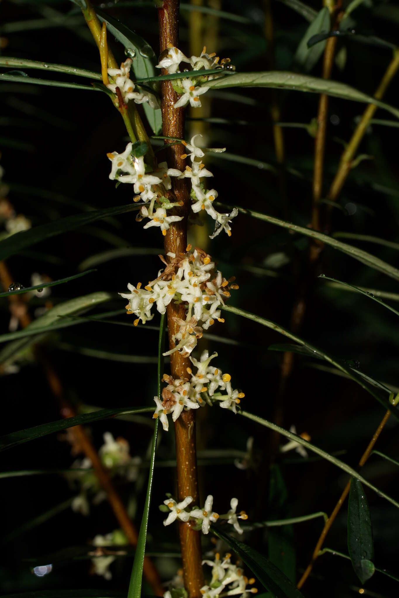 Image of Pimelea axiflora subsp. axiflora