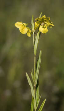 Imagem de Lysimachia quadriflora Sims