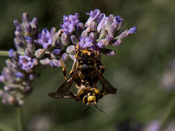 Image de Anthidium florentinum (Fabricius 1775)