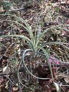 Tillandsia exserta Fernald resmi