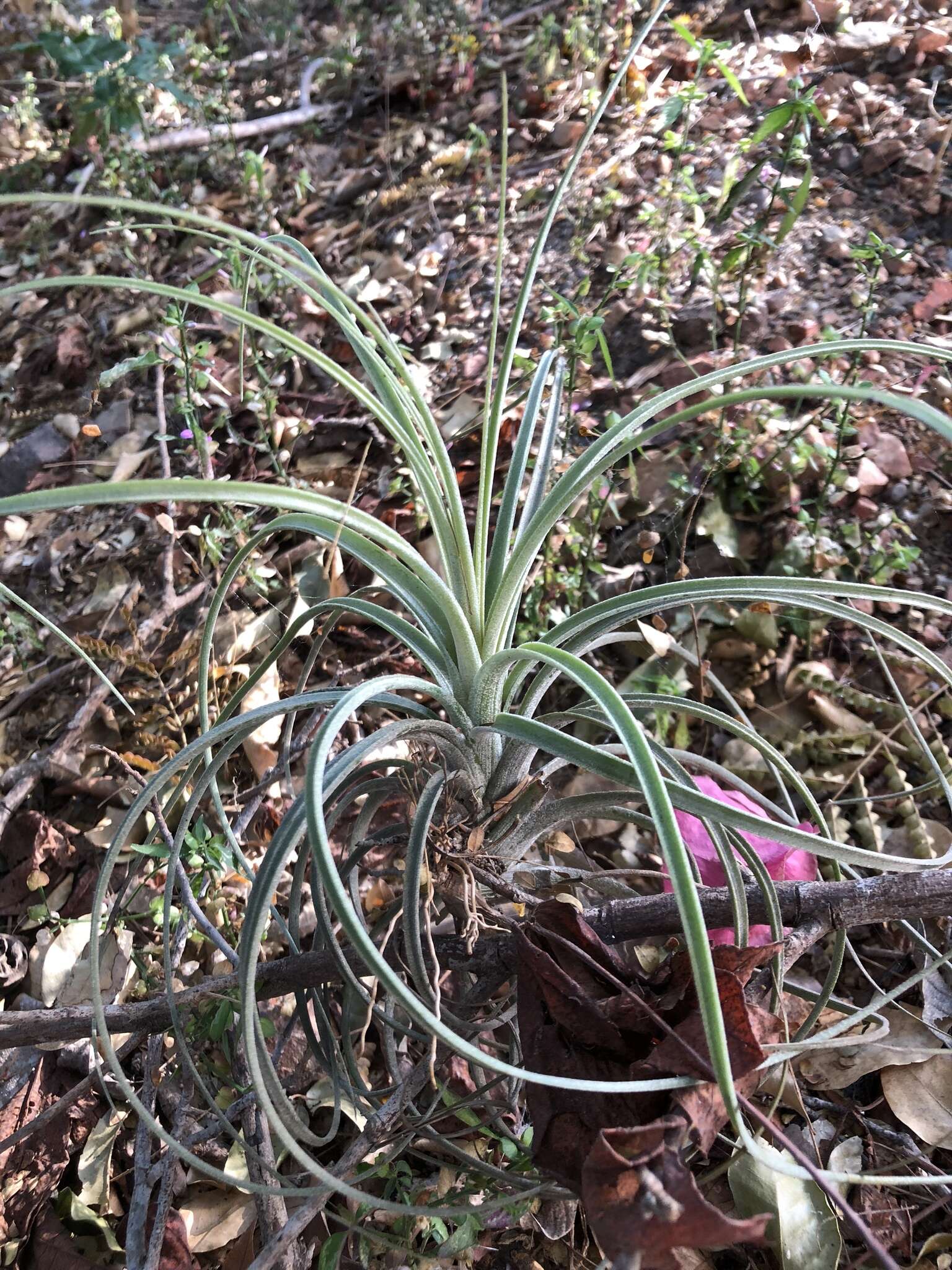 Tillandsia exserta Fernald resmi