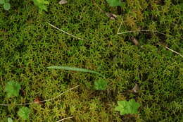 Image of Dactylorhiza traunsteineri subsp. curvifolia (F. Nyl.) Soó