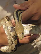 Image of Middle American Gopher Snake