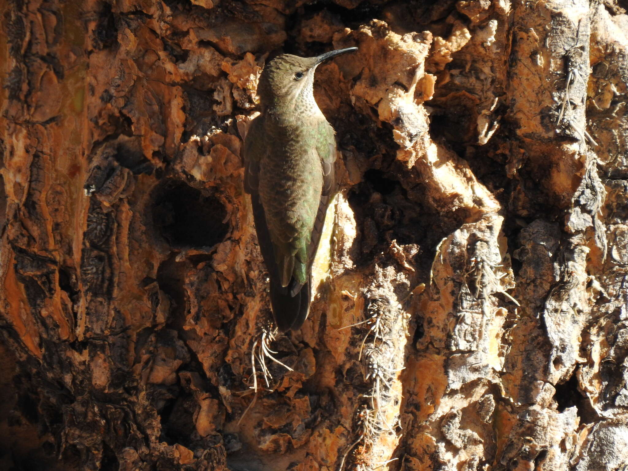 Image of Andean Hillstar