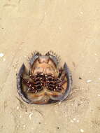 Image of Horseshoe Crab