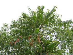 Image of Ailanthus triphysa (Dennst.) Alston