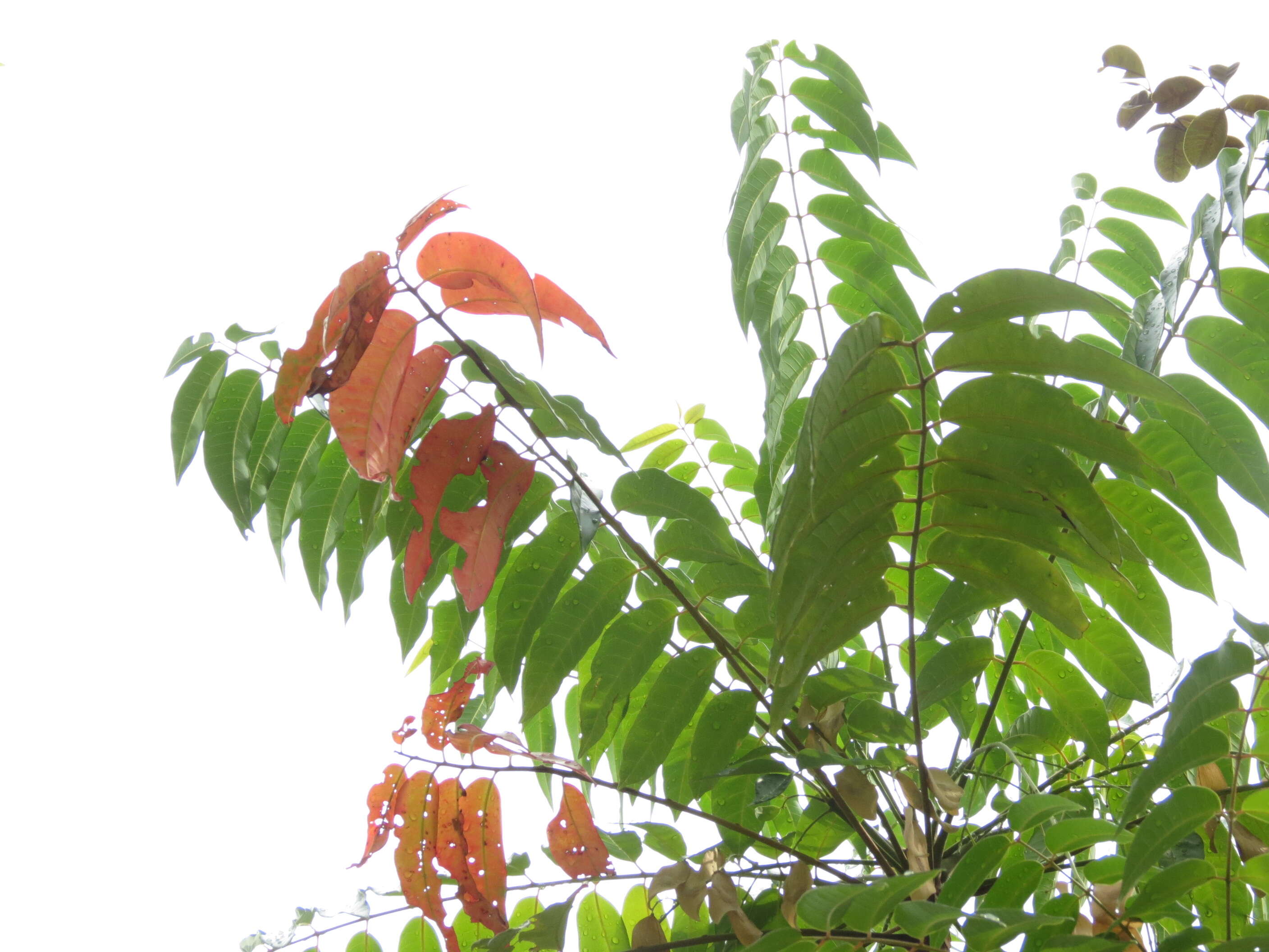 Image of Ailanthus triphysa (Dennst.) Alston