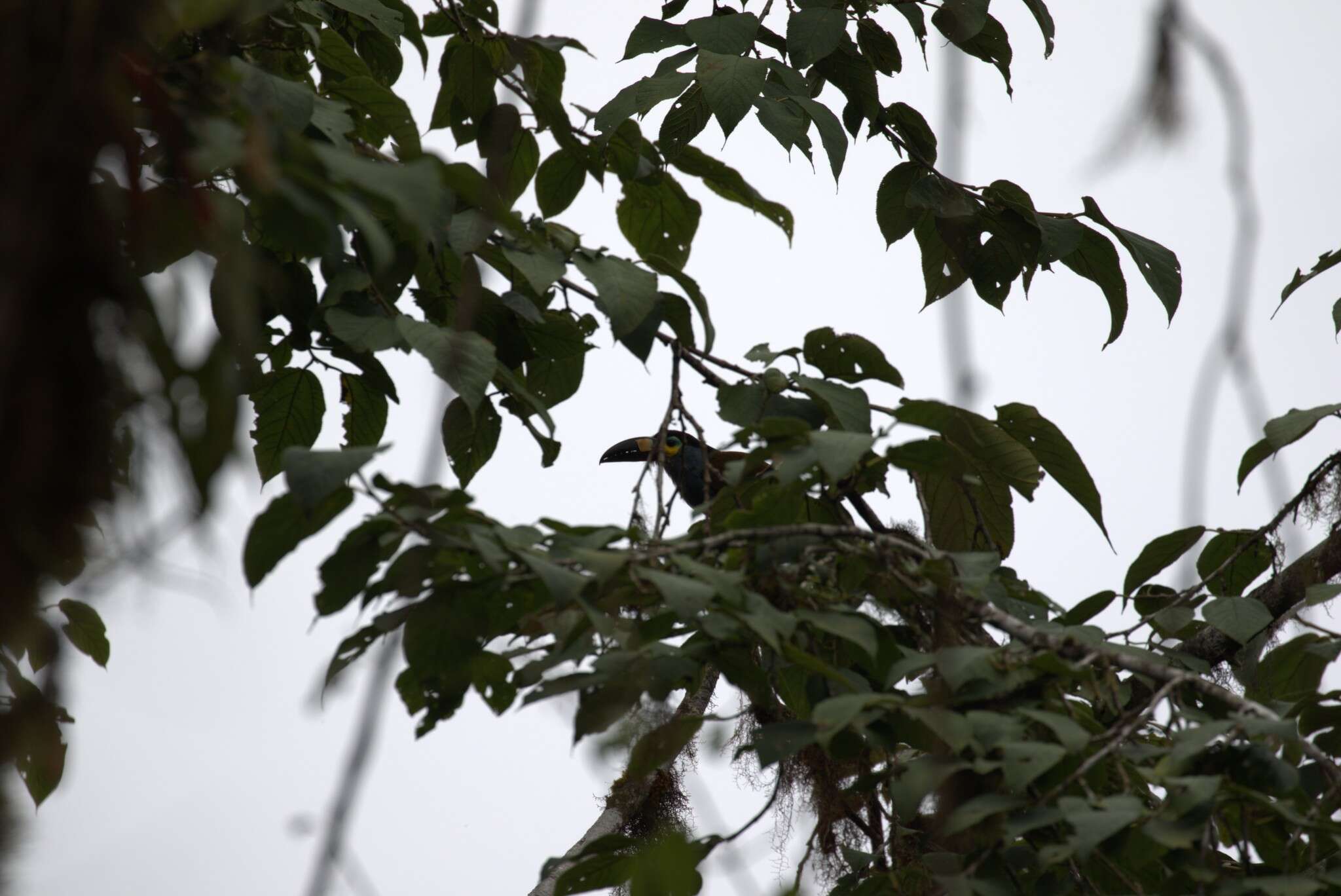 Image of Plate-billed Mountain Toucan