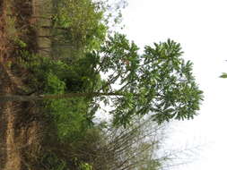 Image of Ailanthus triphysa (Dennst.) Alston