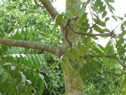 Image of Ailanthus triphysa (Dennst.) Alston