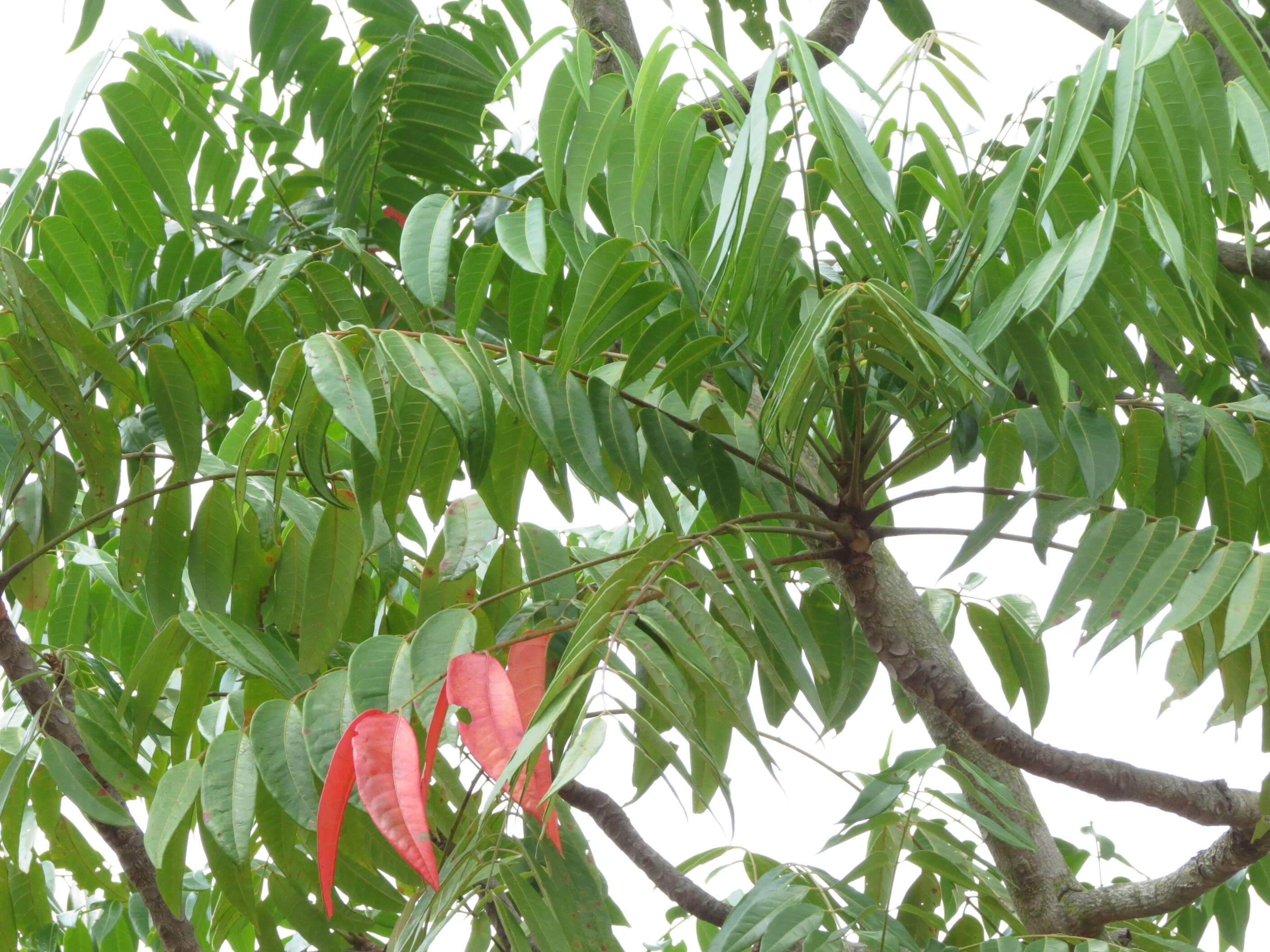 Image of Ailanthus triphysa (Dennst.) Alston