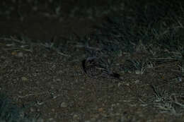 Image of Dusky Nightjar