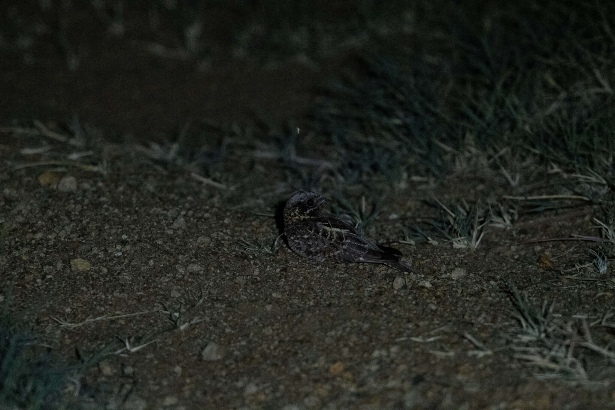 Image of Dusky Nightjar