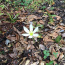 Imagem de Zephyranthes candida (Lindl.) Herb.