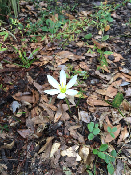 Image of autumn zephyrlily