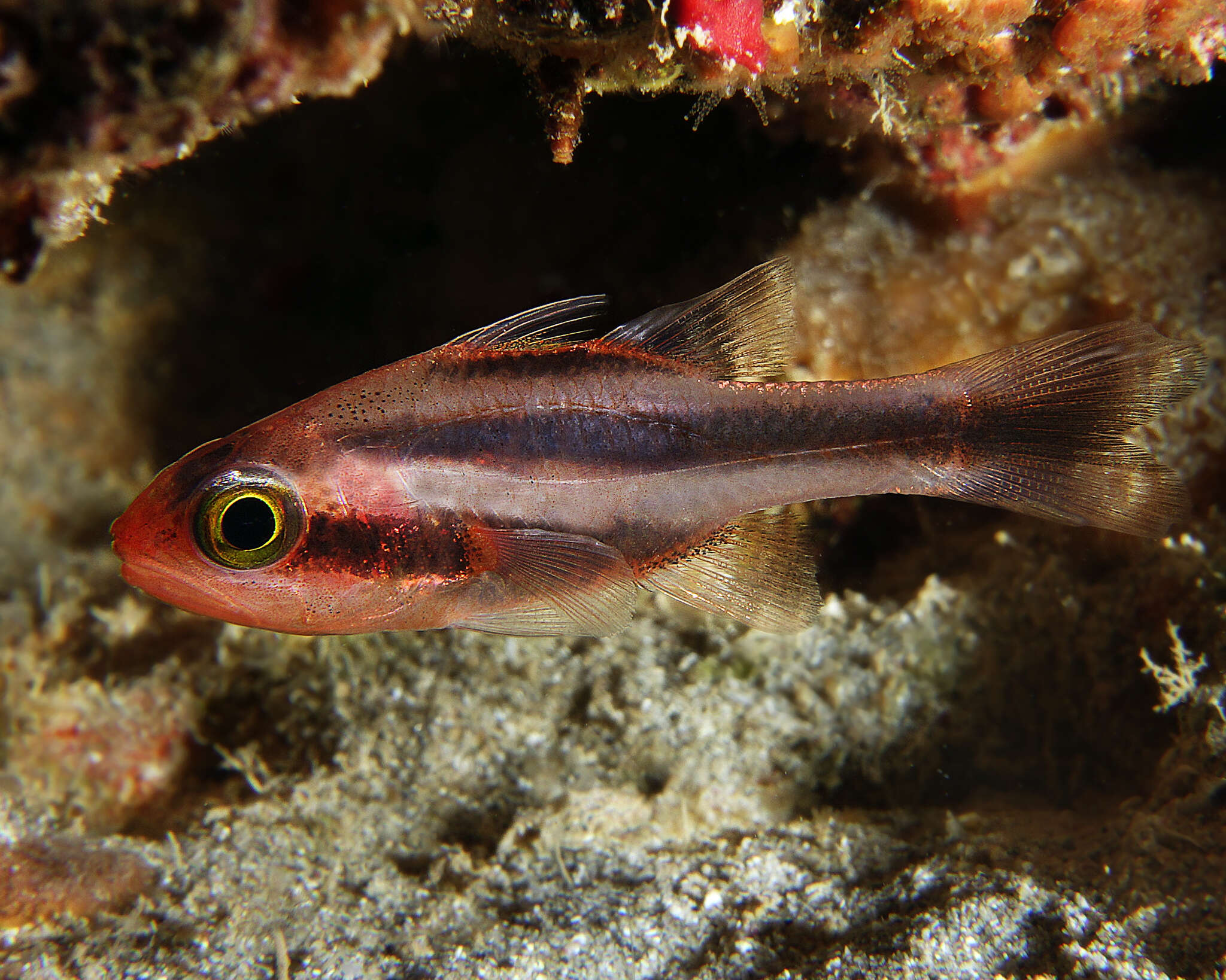 Image of Obliquebanded cardinalfish
