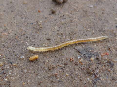 Image of Spotted snake millipede