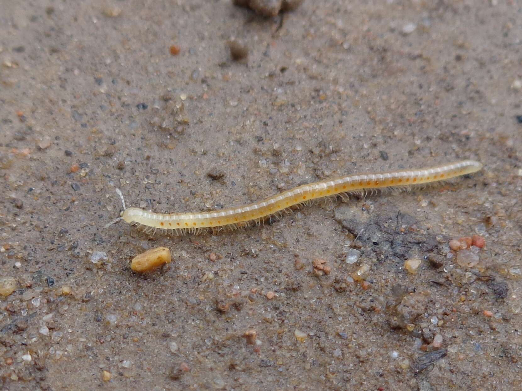 Image of Spotted snake millipede