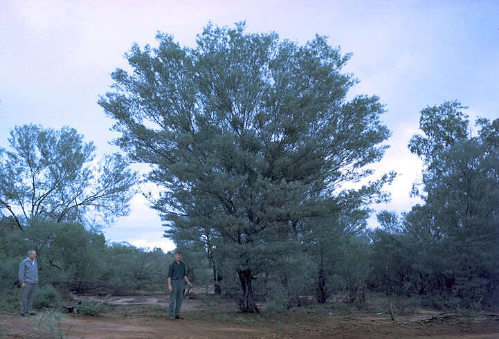 Image of Mulga