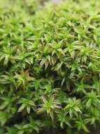 Image of zygodon moss