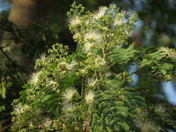 Image of albizia