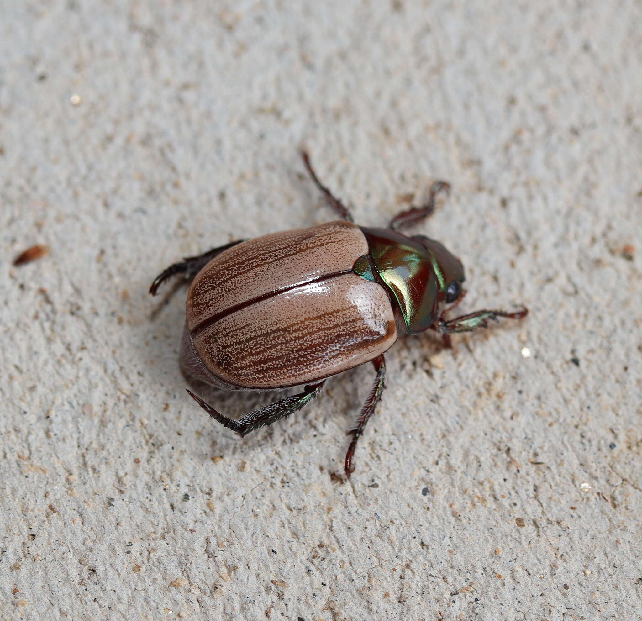 Image of Anoplognathus brunnipennis (Gyllenhal 1817)