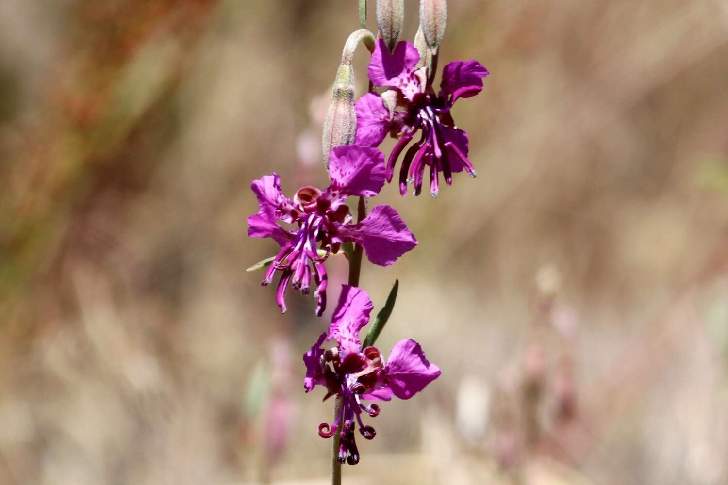 Plancia ëd Clarkia virgata Greene