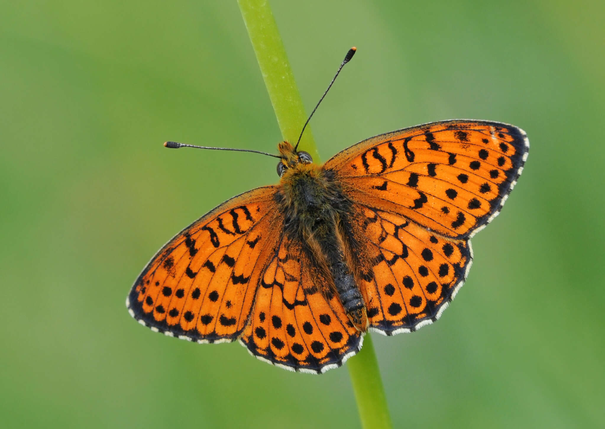 Image of Twin-spot Fritillary