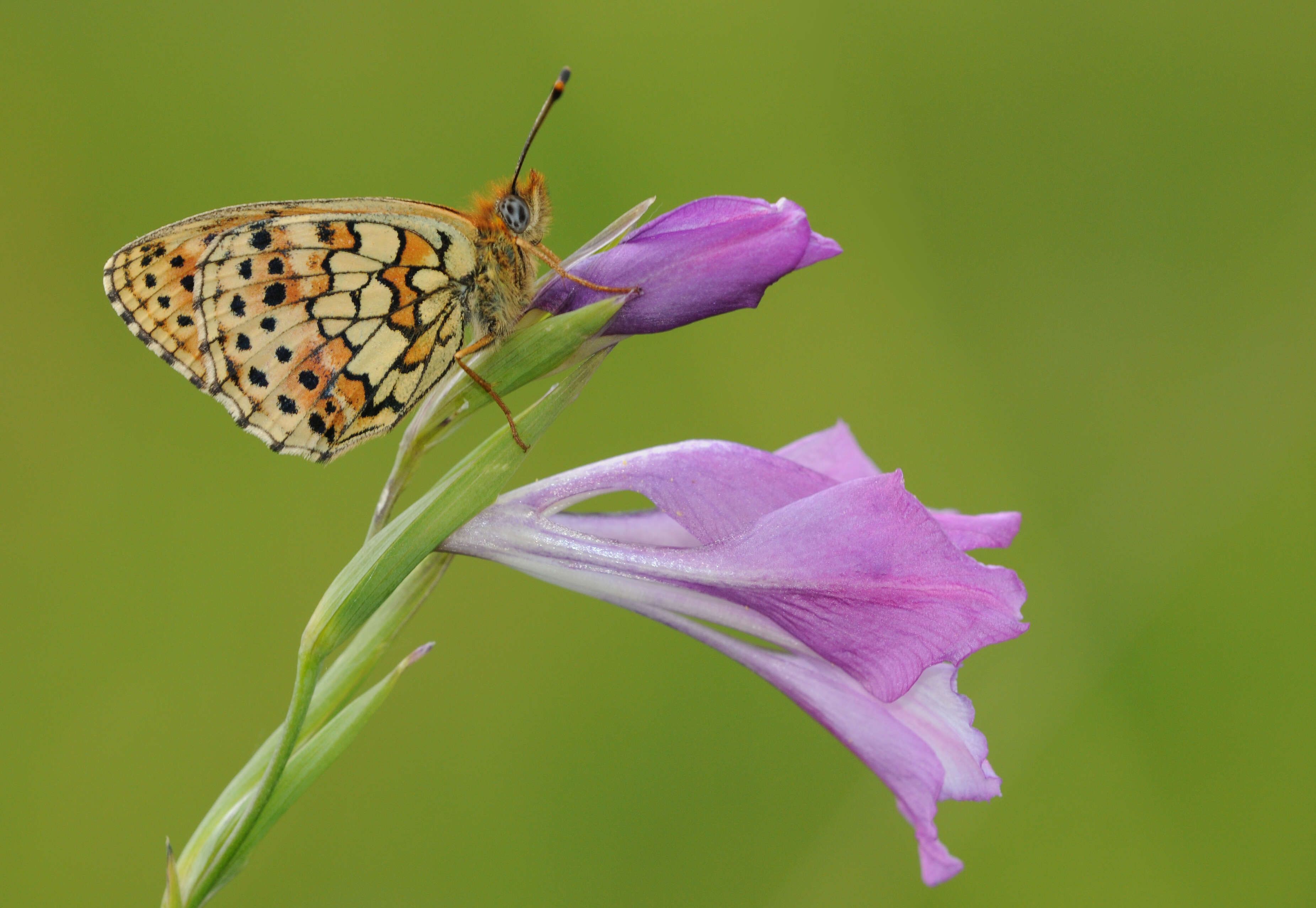 Image of Twin-spot Fritillary