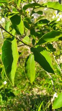 Image of Solanum variabile Mart.