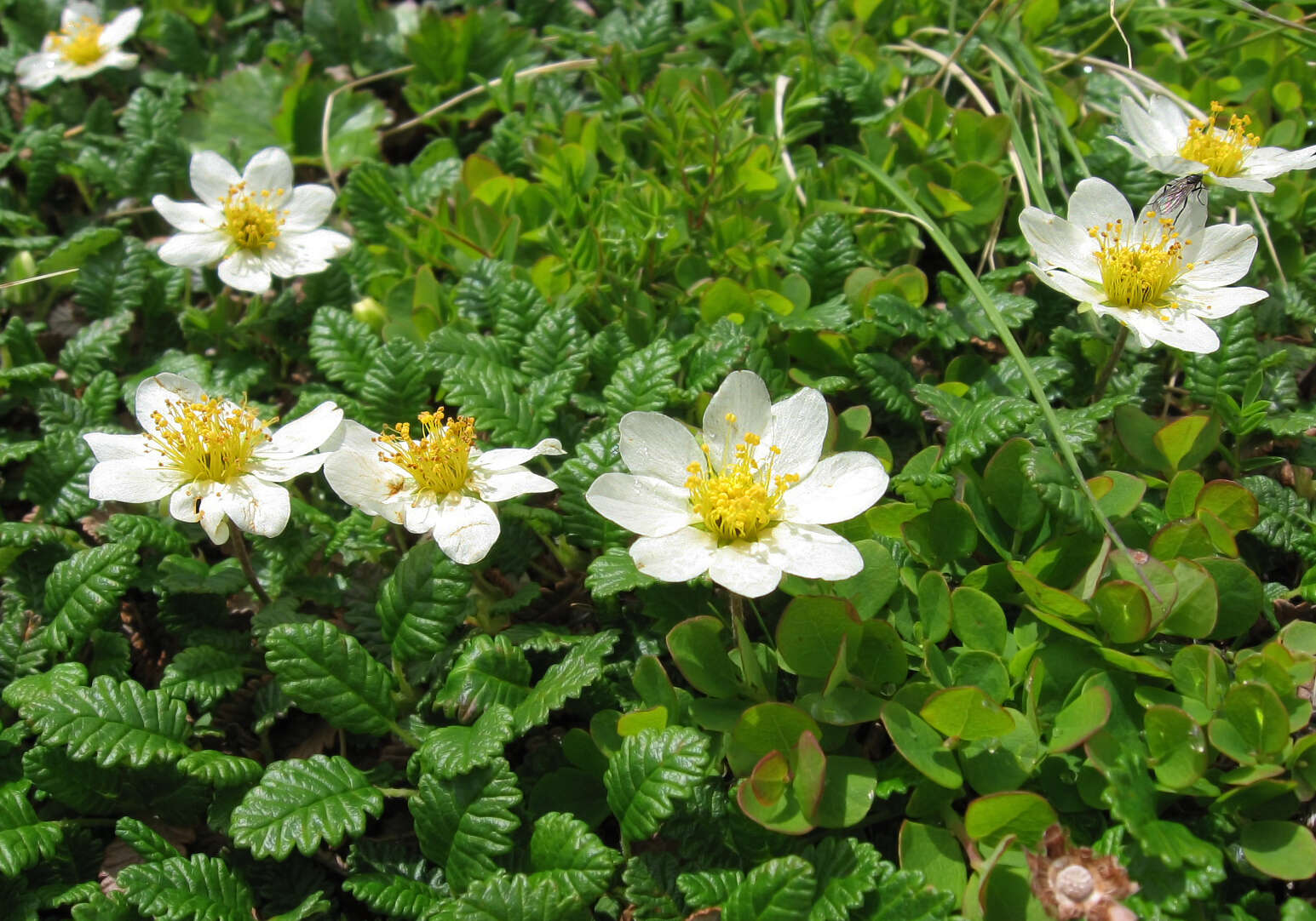 Imagem de Dryas octopetala L.