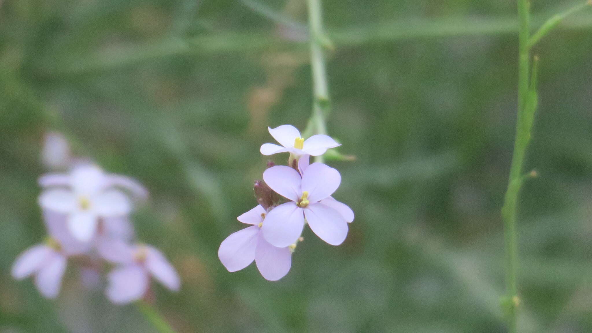 Image de Erucaria hispanica (L.) Druce