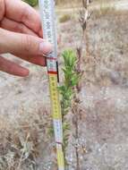 Oenothera stucchii Soldano resmi