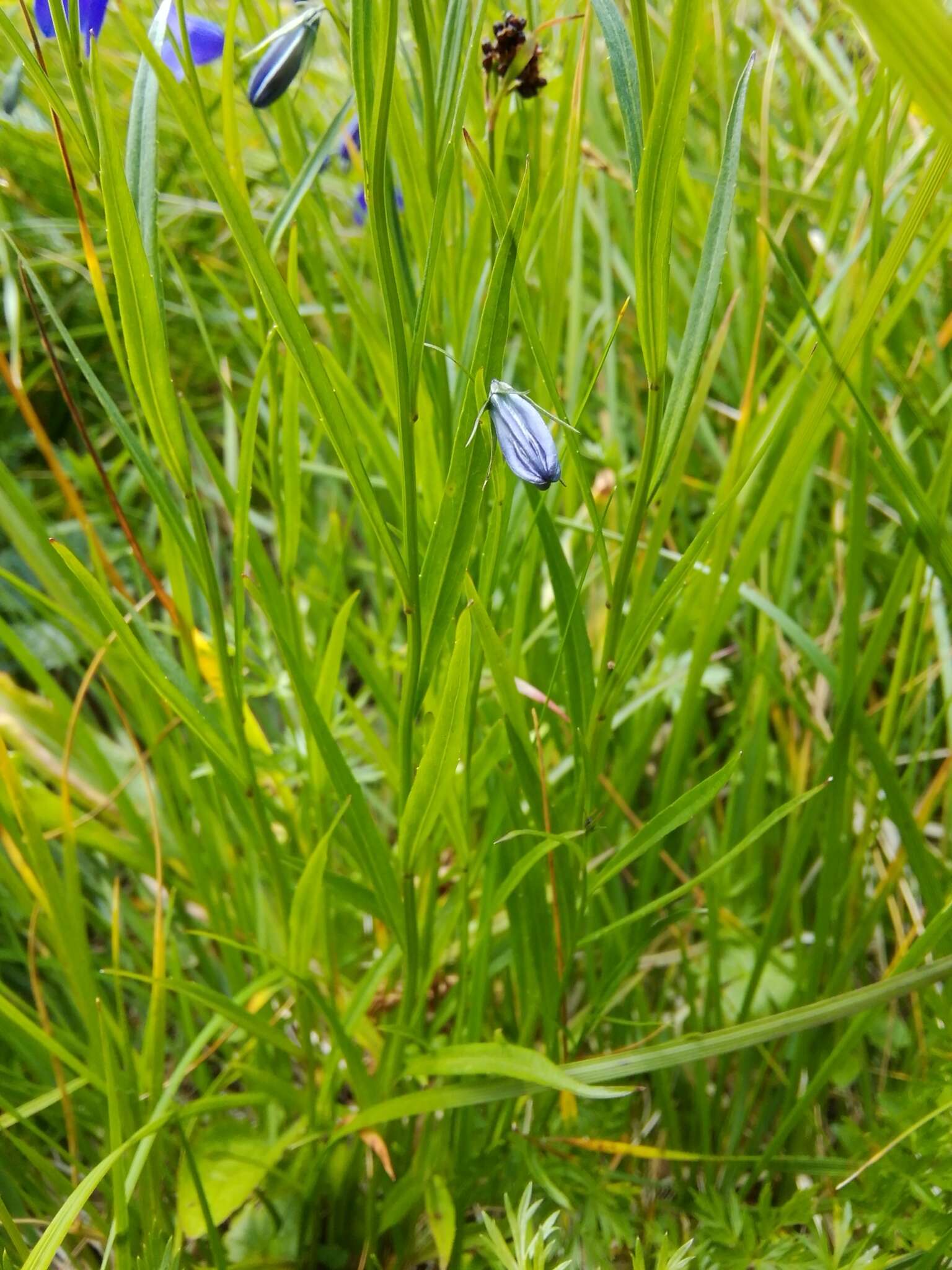 Image of Campanula serrata (Kit. ex Schult.) Hendrych