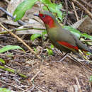 Image of Crimson-winged Liocichla