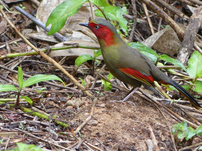 Image of Crimson-winged Liocichla