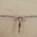 Image of Eupatorium Plume Moth