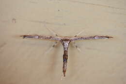 Image of Eupatorium Plume Moth