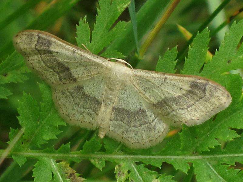 Image of riband wave